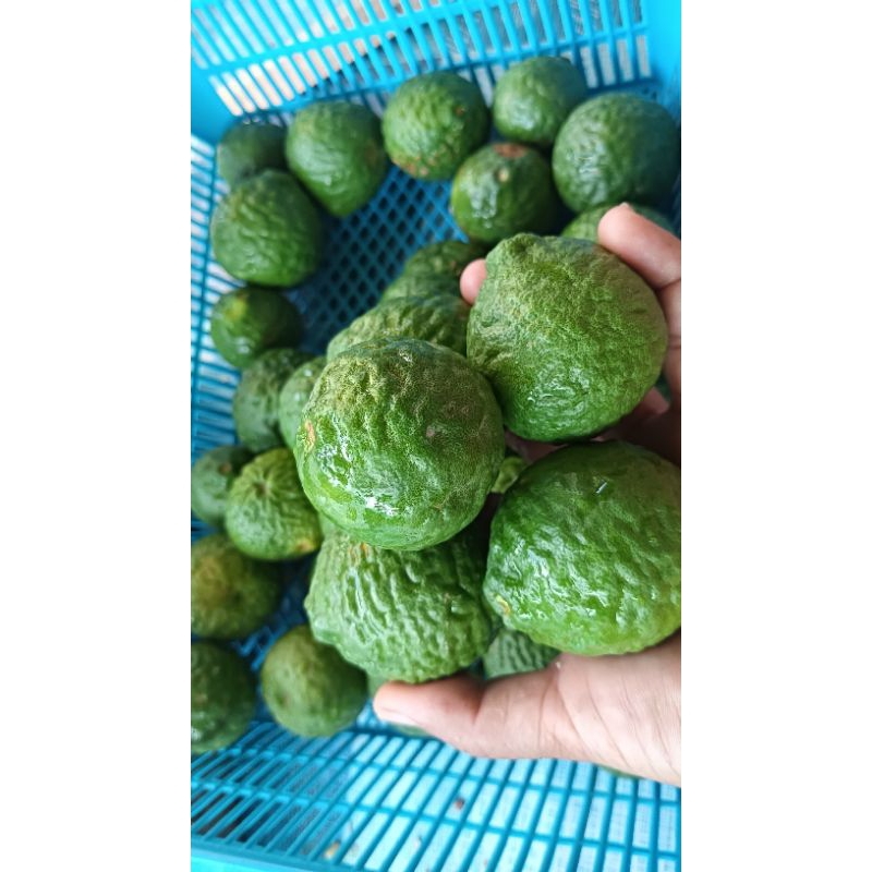 ลูกมะกรูดสดใหม่จากสวนปลอดสารปลูกแบบธรรมชาติ