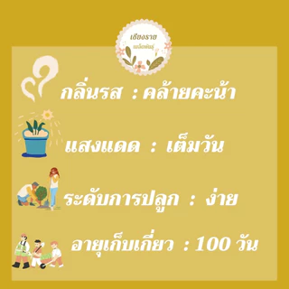 เมล็ดพันธุ์ กะหล่ำดาว 40 เมล็ด Brussels sprouts seed เมล็ดพันธุ์แท้100% นำเข้าจากต่างประเทศ