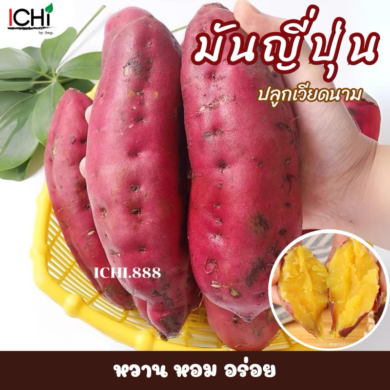 🍠 มันหวานญี่ปุ่นเบนิฮารุกะ 1 Kg. หวาน อร่อย ‼️ปลูกเวียดนาม