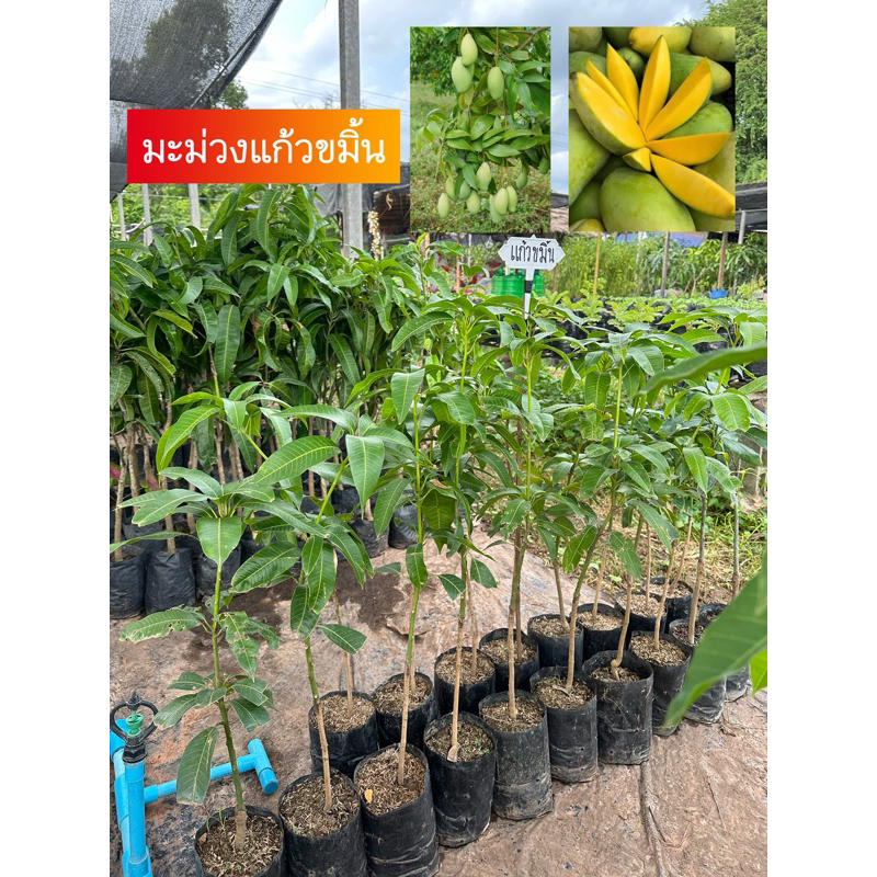 🔥ต้นมะม่วงแก้วขมิ้น🔥 (แบบเสียบยอด)