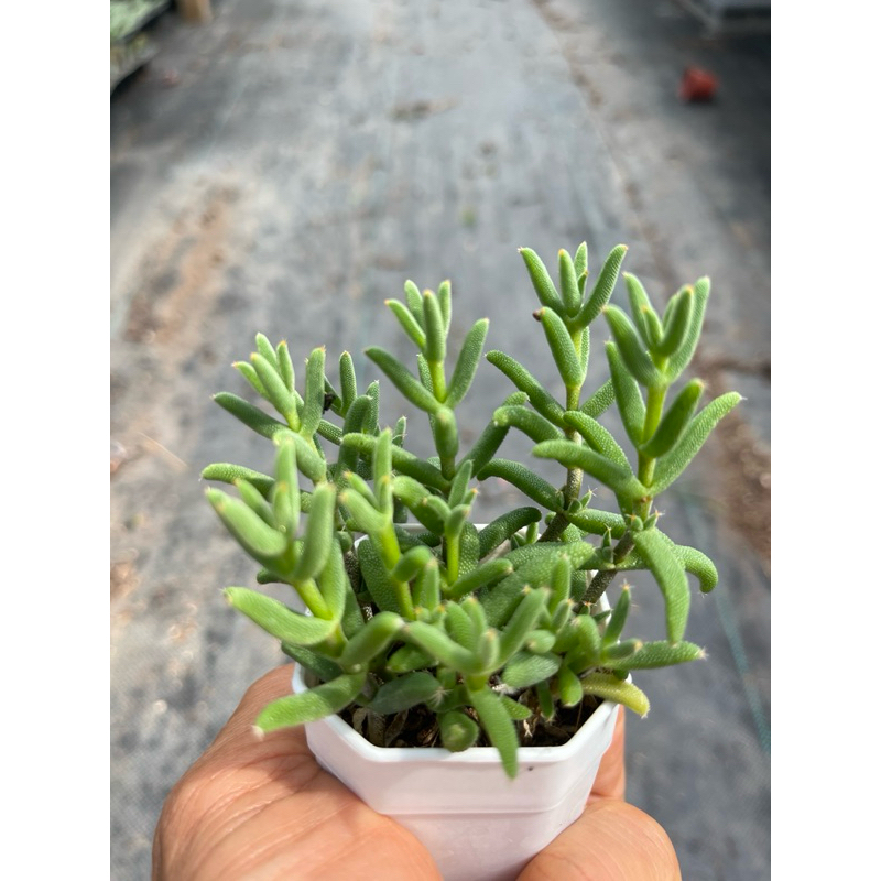 เบบี้อาย DROSANTHEMUM HISPIDUM ไม้อวบน้ำ น่ารักๆ กระถาง 2 นิ้ว