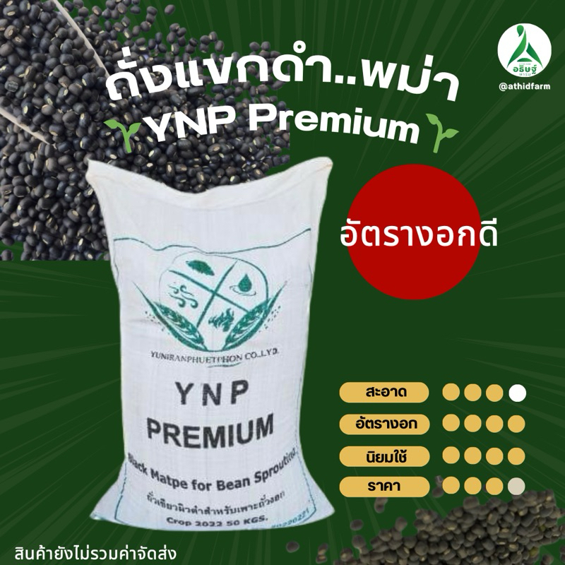 ถั่วแขกดำพม่า YNP Premium (5 กิโล)  สำหรับเพราะถั่วงอก