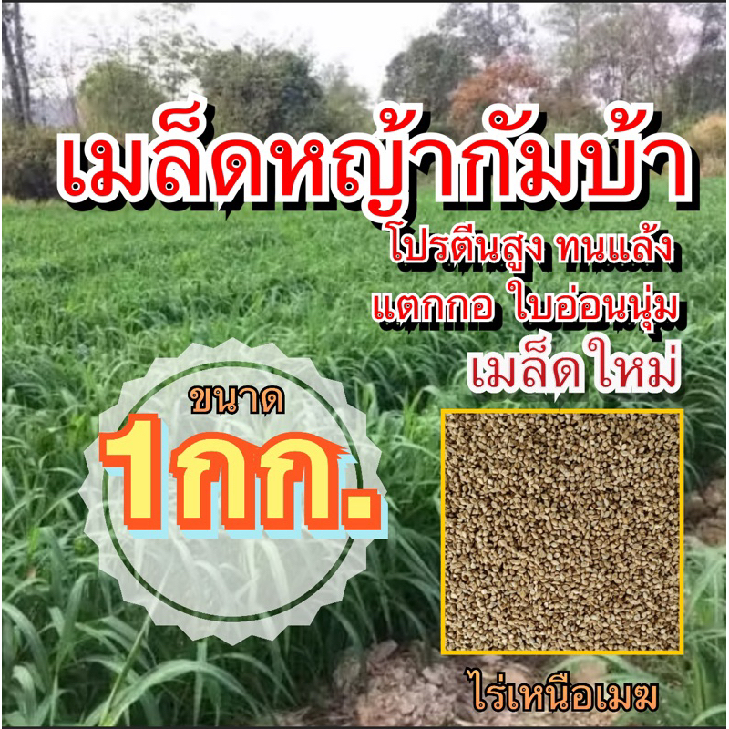 ✅ กัมบ้า เมล็ดหญ้ากัมบ้า 1 กิโลกรัม #พร้อมปลูก(รับประกันการงอก) หญ้าเลี้ยงสัตว์ หญ้า พันธ์ุหญ้า  หญ้าเลี้ยงวัว ควาย