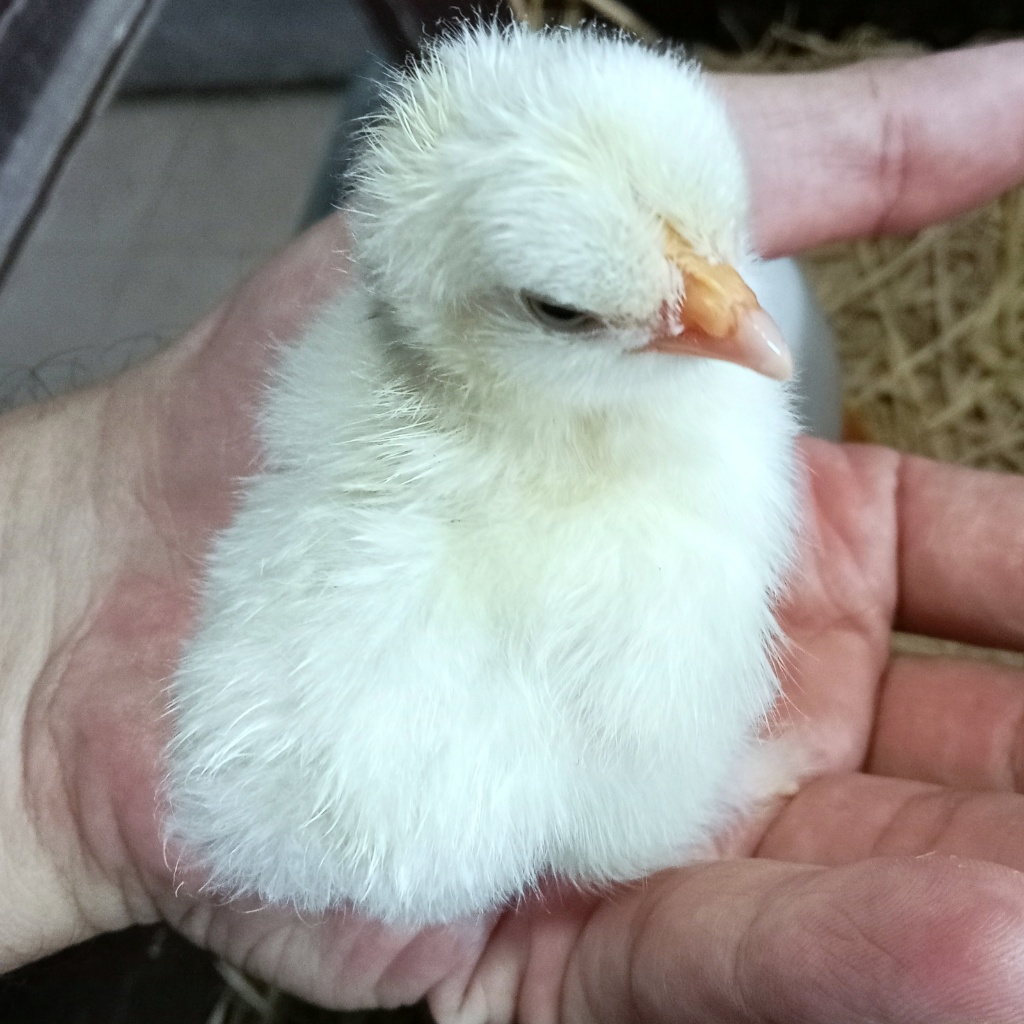 เบทาโกร 223 อาหารลูกไก่ ลูกเป็ด ลูกห่าน (แบ่งขาย 10 กิโล)