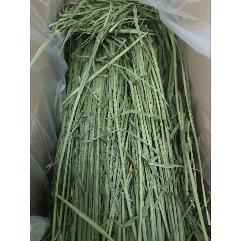 🌾วีทกราส Wheat grass ต้นข้าวสาลีอบแห้ง เขียว หอม กรอบ สำหรับสัตว์ฟันแทะ