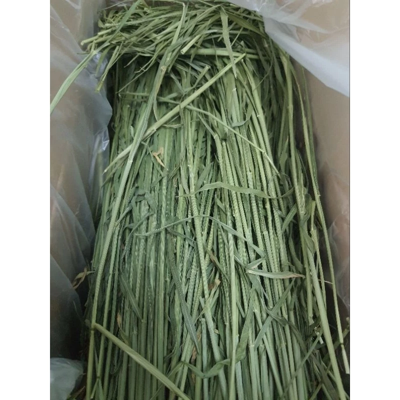 ðūāļ§āļĩāļāļāļĢāļēāļŠ Wheat grass āļāđāļāļāđāļēāļ§āļŠāļēāļĨāļĩāļāļāđāļŦāđāļ āđāļāļĩāļĒāļ§ āļŦāļāļĄ āļāļĢāļāļ āļŠāļģāļŦāļĢāļąāļāļŠāļąāļāļ§āđāļāļąāļāđāļāļ°