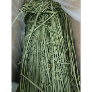 🌾วีทกราส Wheat grass ต้นข้าวสาลีอบแห้ง เขียว หอม กรอบ สำหรับสัตว์ฟันแทะ