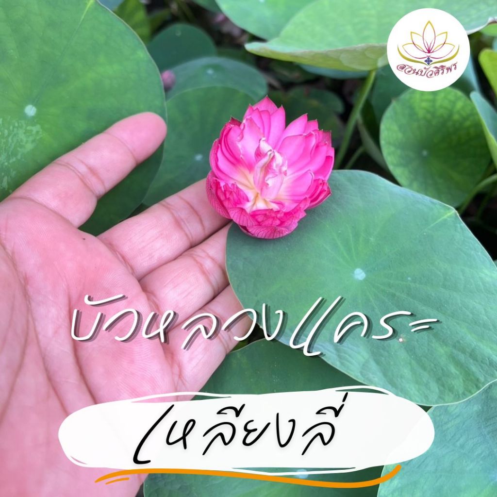 บัวหลวงแคระ (บัวหลวงจิ๋ว) "เหลียงลี่ "