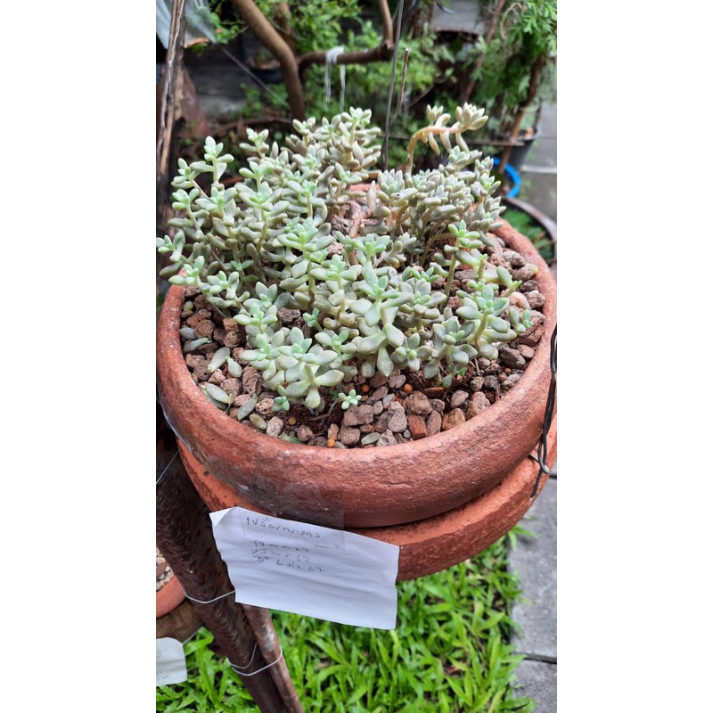 กุหลาบหิน ไม้อวบน้ำ graptopetalum mirinae variegated เมดูซ่า meduza กุหลาบหิน ไม้อวบนำ้ กระถาง 2 นิ้