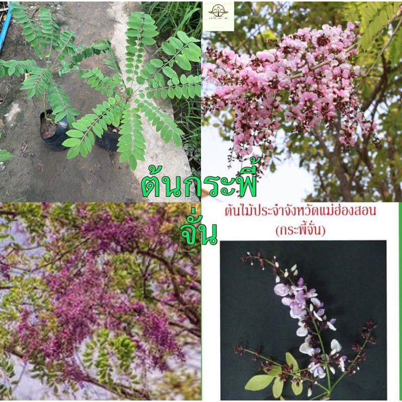 ต้น กระพี้จั่น ขนาด 30-40เซน ดอกหอม ไม้ประจำจังหวัด แม่ฮ่องสอน หาชมยากในสมัยนี้🔥❤️‍🔥❤️‍🔥 นิยมอนุรักษ์ไว้