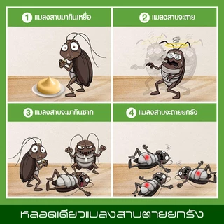 กำจัดแมลงสาบ (กล่องขาว) กำจัด ยกรัง