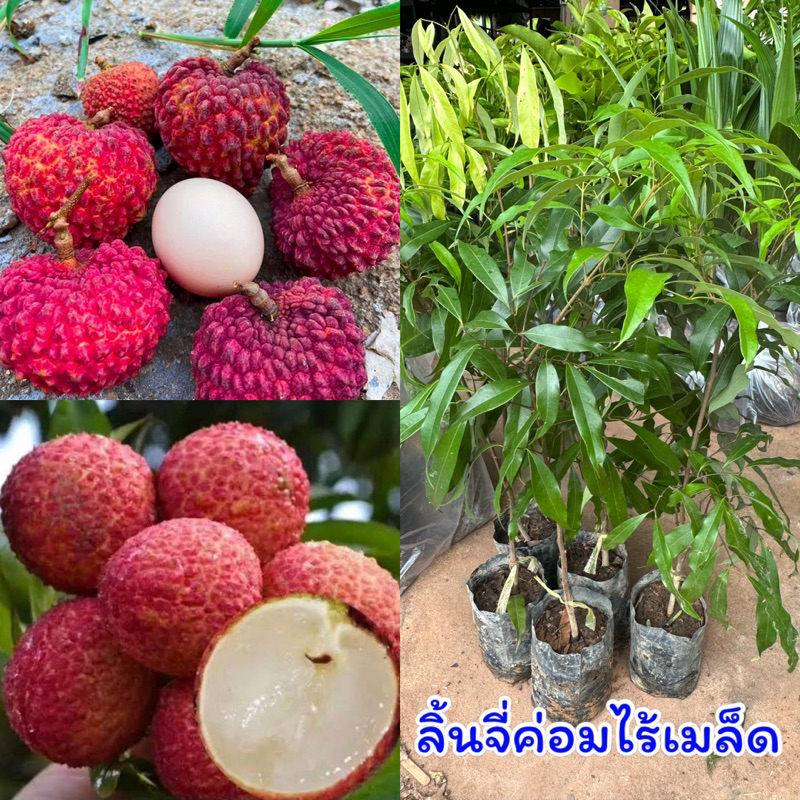 ต้นลิ้นจี่ค่อมไร้เมล็ด กิ่งเสียบยอด ขนาด 50-60 ซม 1ปีติดผล