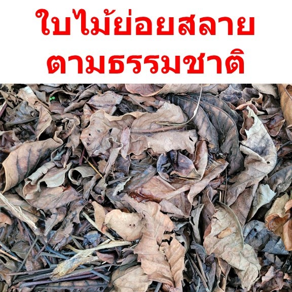 ใบไม้แห้ง เศษใบไม้ทับถมในป่าเบญจพรรณ ใบไม้ตามธรรมชาติ บรรจุ ครึ่งกิโลกรัม (500 กรัม)