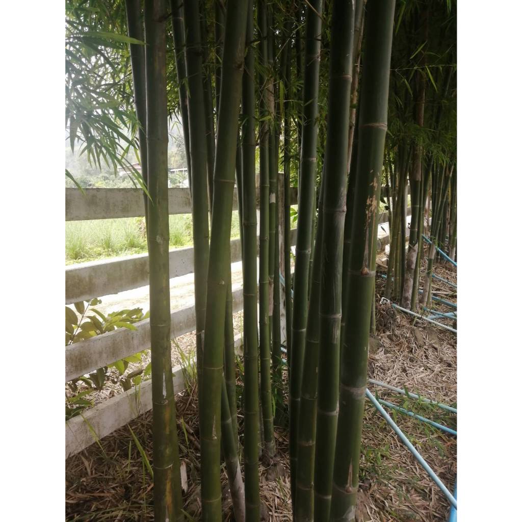 ต้นพันธฺุ์ ไผ่เลี้ยงหวานทวาย สามฤดู ออกหน่อตลาดทั้งปี  พร้อมปลูกในถุงดำ 149 บาท