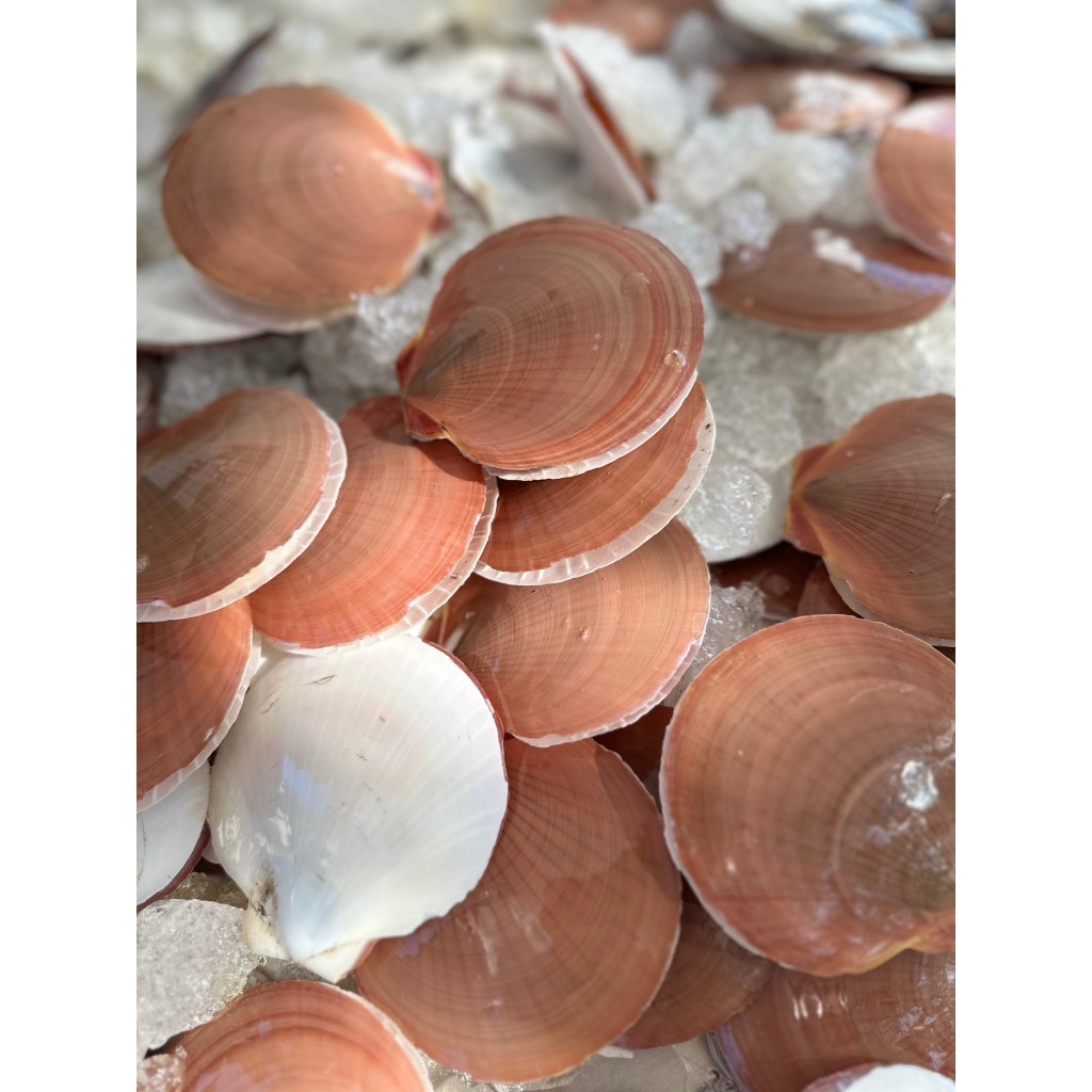 หอยเชลล์ แกะสด 199บาท 300 กรัม จากเรือประมง ปลอดสารทุกชนิด ขาวธรรมชาติ - รูปที่ 6