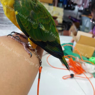 ห่วงเปิด พร้อมห่วงล็อค สำหรับนกแก้วทุกชนิด คล้องสายจูง สายยืด เชือก พร้อมส่ง