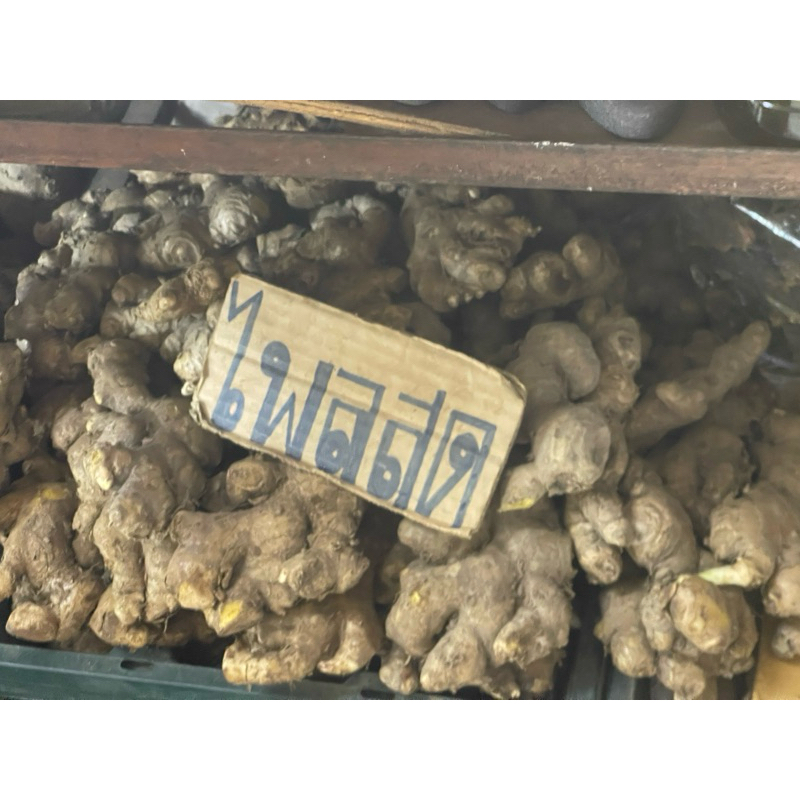 หัวไพลสด ว่านไฟ ไพลเหลือง - รูปที่ 3