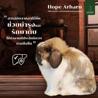 Mayl (มายล) Hope Arharn อาหารกระต่ายสำหรับทุกช่วงวัย ขนาด 1 kg.