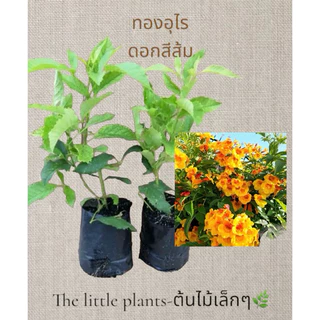 🌿TLPต้นดอกทองอุไรดอกเหลือง ทองอุไรสีส้ม ทองอุไรสีแดง ต้นไม้ประดับทนทานมาก