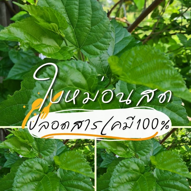 ใบหม่อนสด ปลอดสารเคมี 100 %