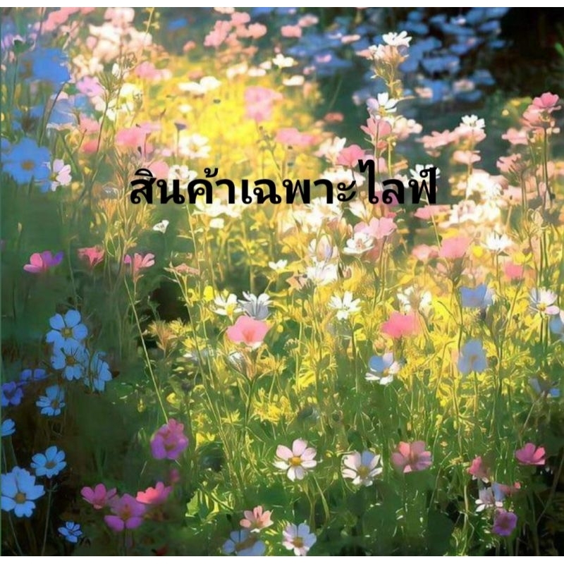 สินค้าเฉพาะไลฟ์เท่านั้น