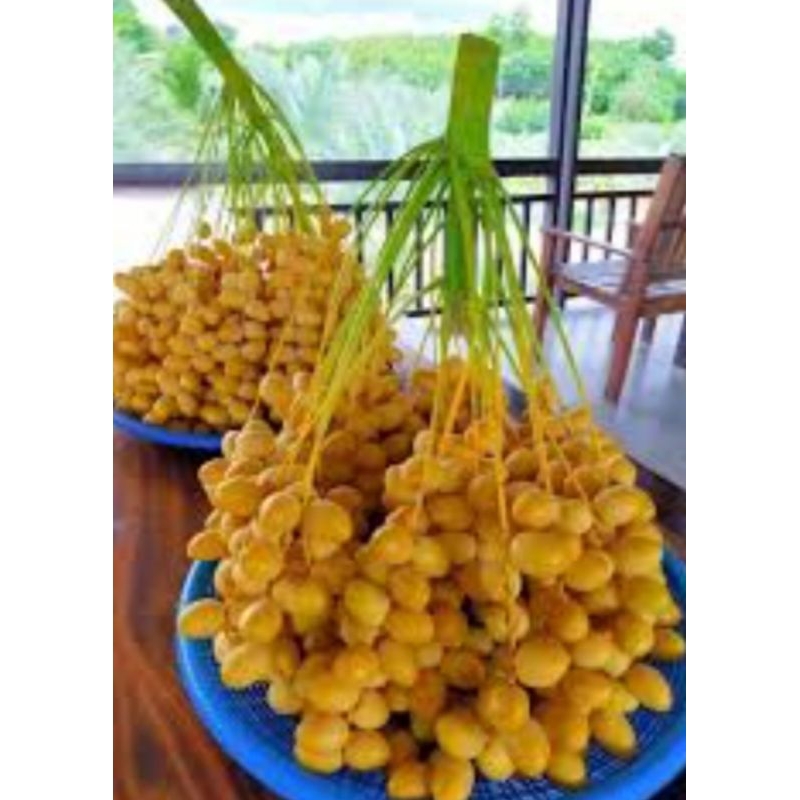 อินทผลัมสด 1 กก.บรรจุกล่อง สดใหม่เนื้อแน่นกรอบหวานอร่อย