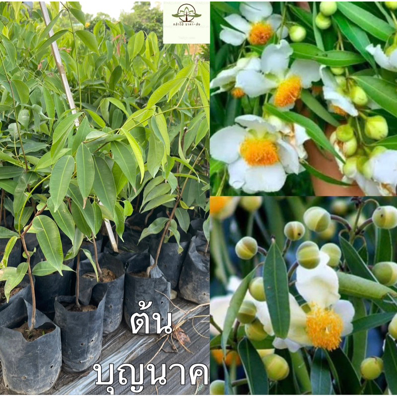 ต้น บุญนาค ไม้โบราณหายากควร อณุรักษ์ ขนาด 40-50เซน แข็งแรง พร้อมออกดอกแล้ว🔥❤️‍🔥🌸