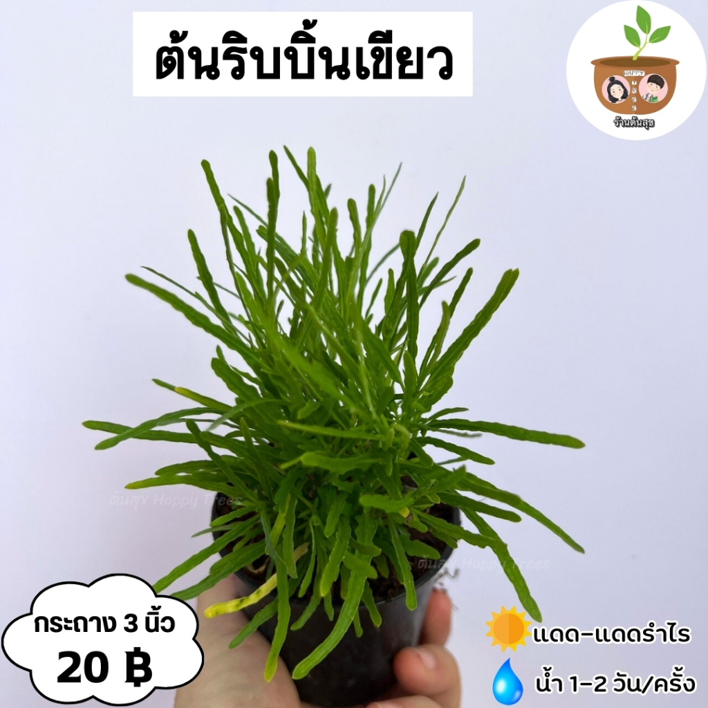 ต้นริบบิ้นเขียว จัดส่ง 2 ต้นขึ้นไป คละแบบได้ ต้นไม้มงคลจิ๋ว