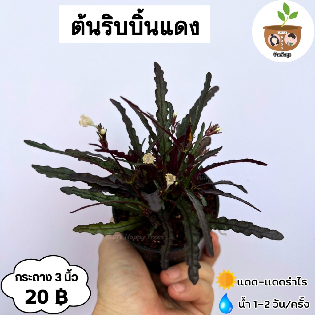ต้นริบบิ้นแดง จัดส่ง 2 ต้นขึ้นไป คละแบบได้ ต้นไม้มงคลจิ๋ว