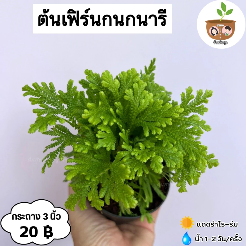ต้นเฟิร์นกนกนารี จัดส่ง 2 ต้นขึ้นไป คละแบบได้