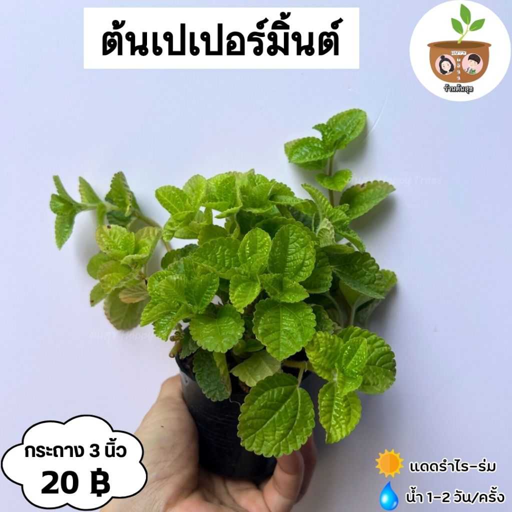 ต้นเปเปอร์หยกด่าง ต้นไม้มงคลจิ๋ว พร้อมกระถาง3นิ้ว