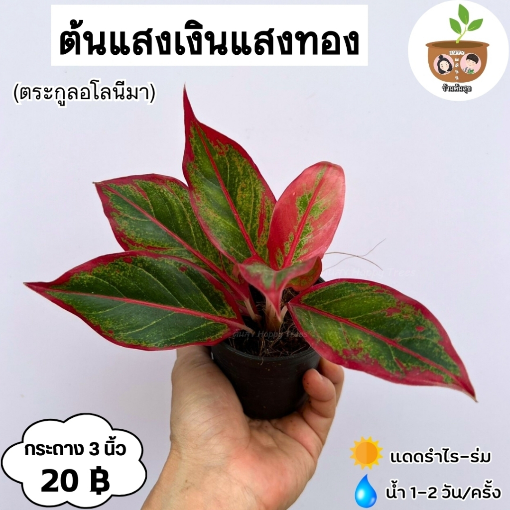 ต้นแสงเงินแสงทอง จัดส่ง 2 ต้นขึ้นไป คละแบบได้