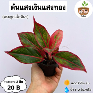 ต้นแสงเงินแสงทอง จัดส่ง 2 ต้นขึ้นไป คละแบบได้