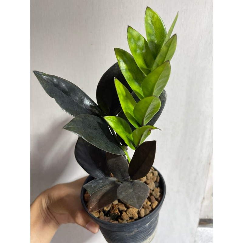 กวักมรกตดำ (คละต้น) ต้นกวักมรกต ต้นเล็ก สีดำสวย กระถาง 4 นิ้ว (zamioculcas zamiifolia black)