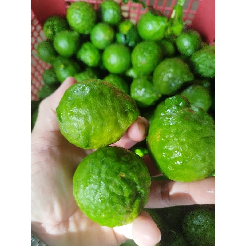 ลูกมะกรูดสดจากต้นคะ.......,สนใจสั่งได้คะเราพร้อมส่งคะ