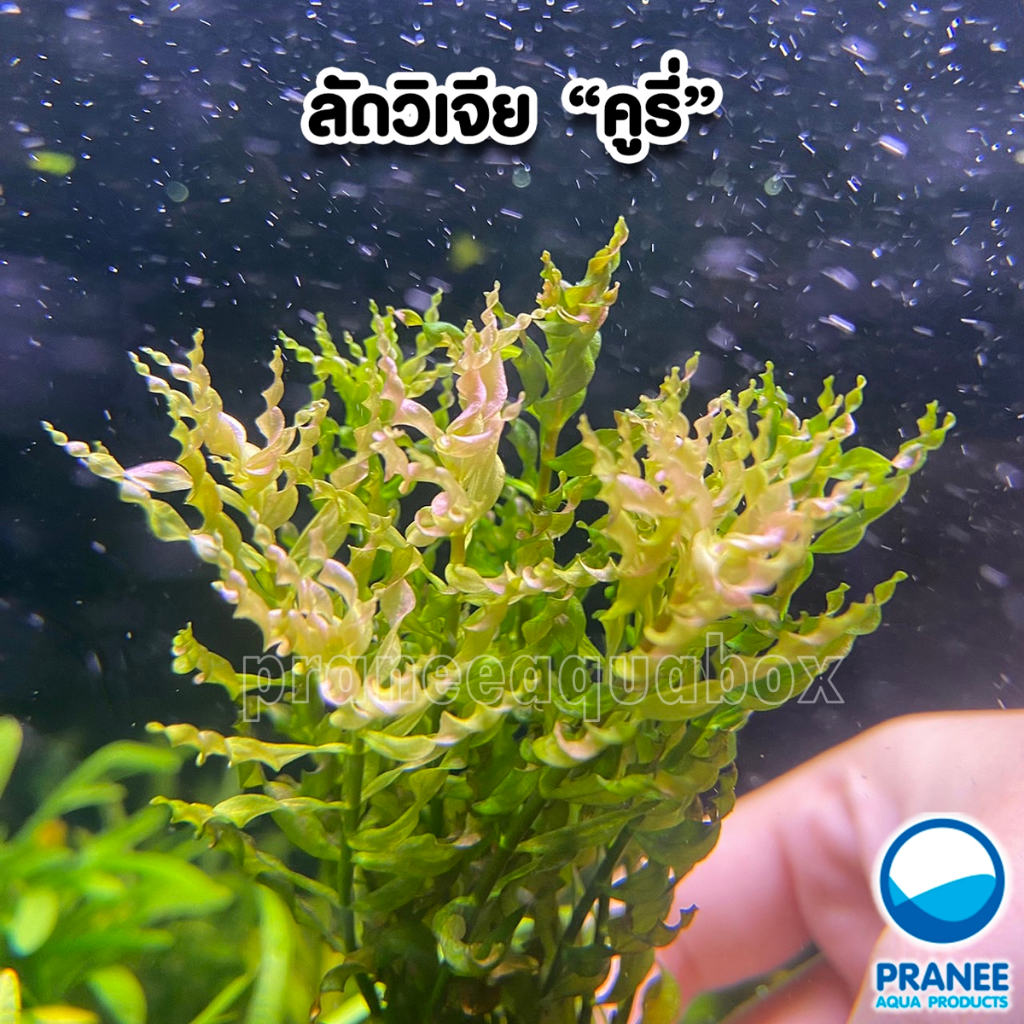 Ludwigia inclinata curly (ลัดวิเจียคูรี่) ต้นไม้น้ำพร้อมปลูก ต้นไม้น้ำตกเเต่งตุ้ปลา**กรุณาอ่านก่อนสั่งซื้อ*