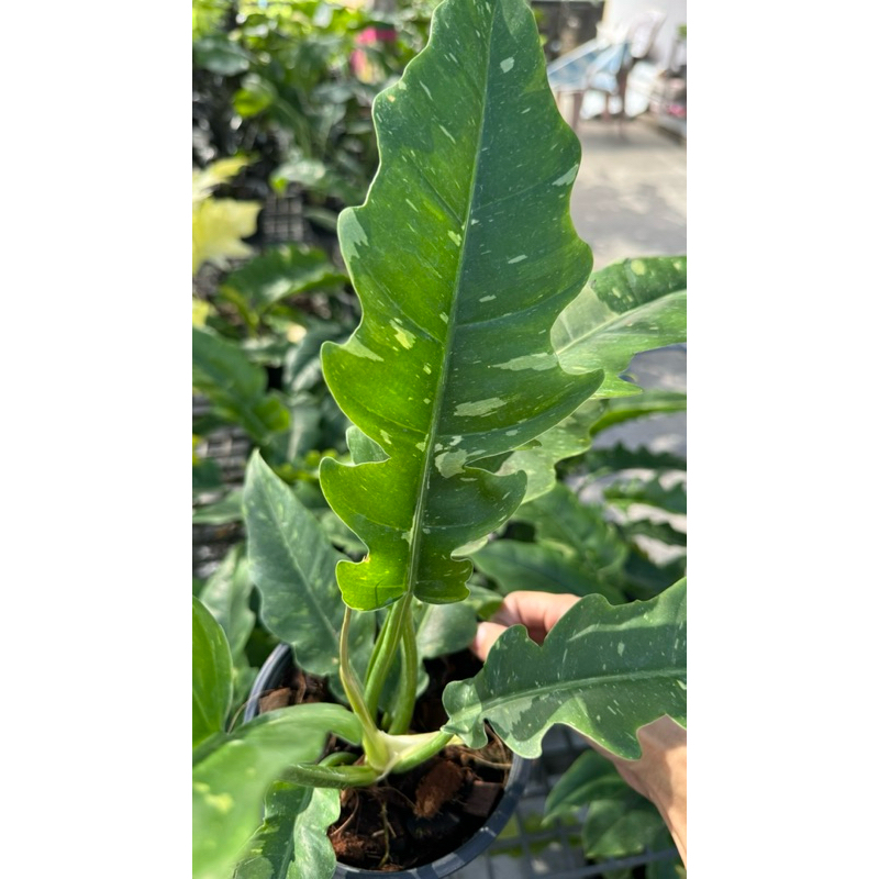 ฟิโลใบเลื่อยด่าง ใบจุดด่างสวย แพคส่งต้นพร้อมกระถางขนาด 5-6 นิ้ว - รูปที่ 3