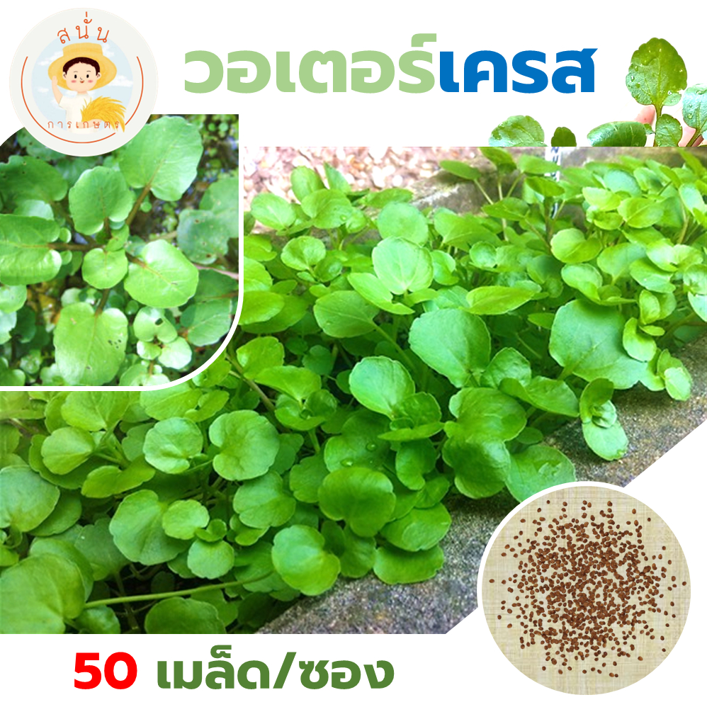 เมล็ดพันธุ์ สลัดน้ำ วอเตอร์เครส (Watercress) พันธุ์สีเขียว ปลูกง่าย ปลูกได้ทุกฤดู (1 ซอง 50 เมล็ด)