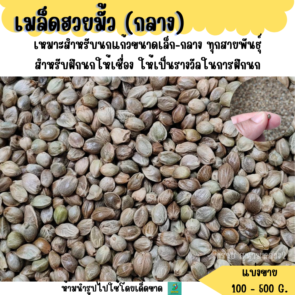 เมล็ดฮวยมั้ว  (แบ่งขาย 200-500 G.) เหมาะสำหรับเป็น รางวัลในการฝึกนก