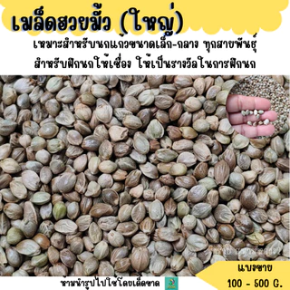 เมล็ดฮวยมั้ว (แบ่งขาย 200-500 G.) เหมาะสำหรับเป็น รางวัลในการฝึกนก