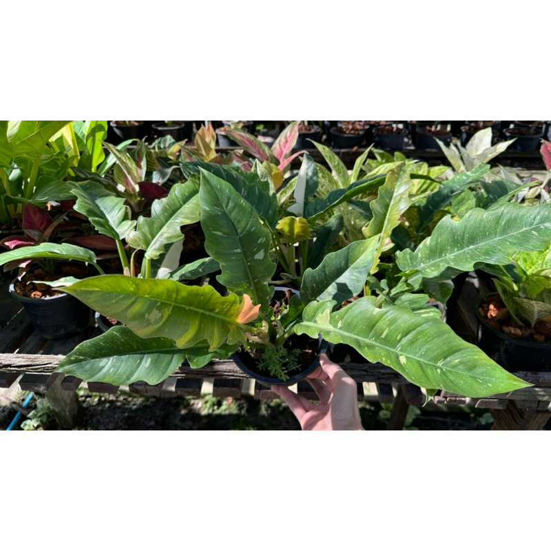 ฟิโลใบเลื่อยด่าง ใบจุดด่างสวย แพคส่งต้นพร้อมกระถางขนาด 5-6 นิ้ว - รูปที่ 4