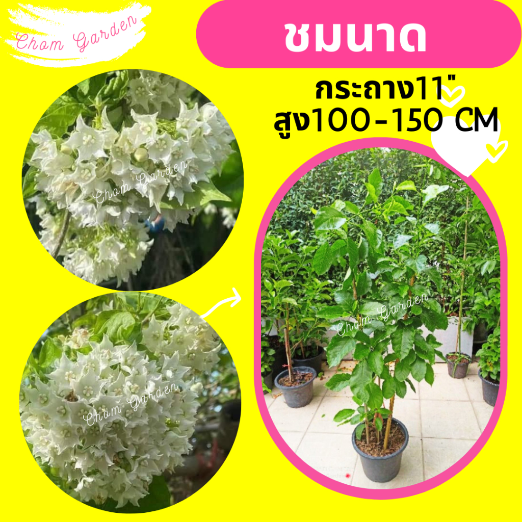 ต้นชมนาด กระถาง 11 นิ้ว สูงเกินเมตร