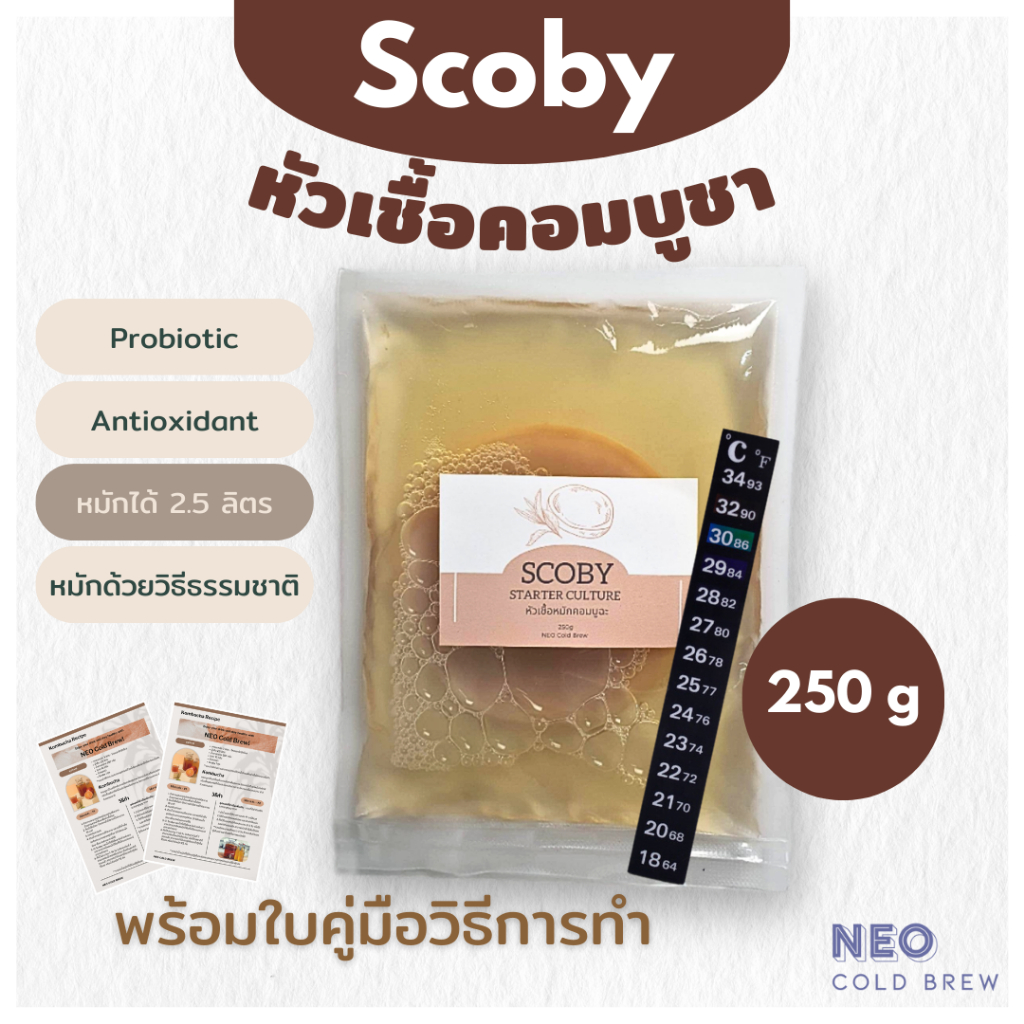 Kombucha Scoby & Starter Liquid 250ml แผ่นสโคบีและน้ำตั้งต้นหมักคอมบูชา