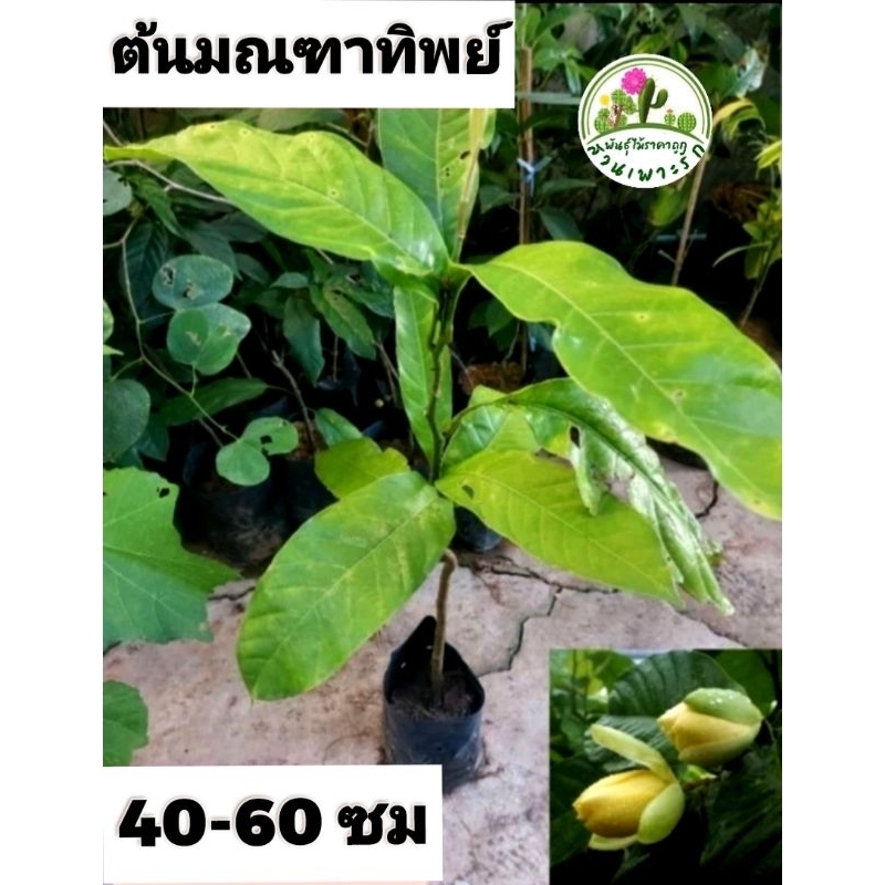 ต้นมณฑาทิพย์ สูง 110-140 cm.