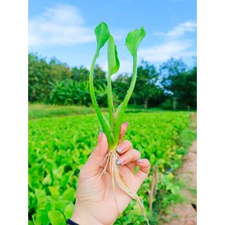 ต้นพันธุ์ก้านจอง ต้นพอดีปลูก 50ต้น