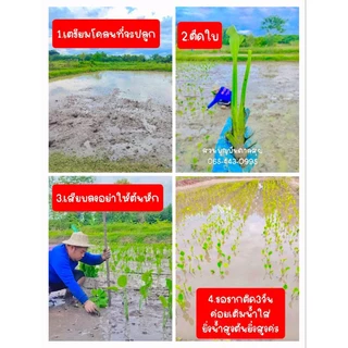 ต้นพันธุ์ก้านจอง ต้นพอดีปลูก 50ต้น