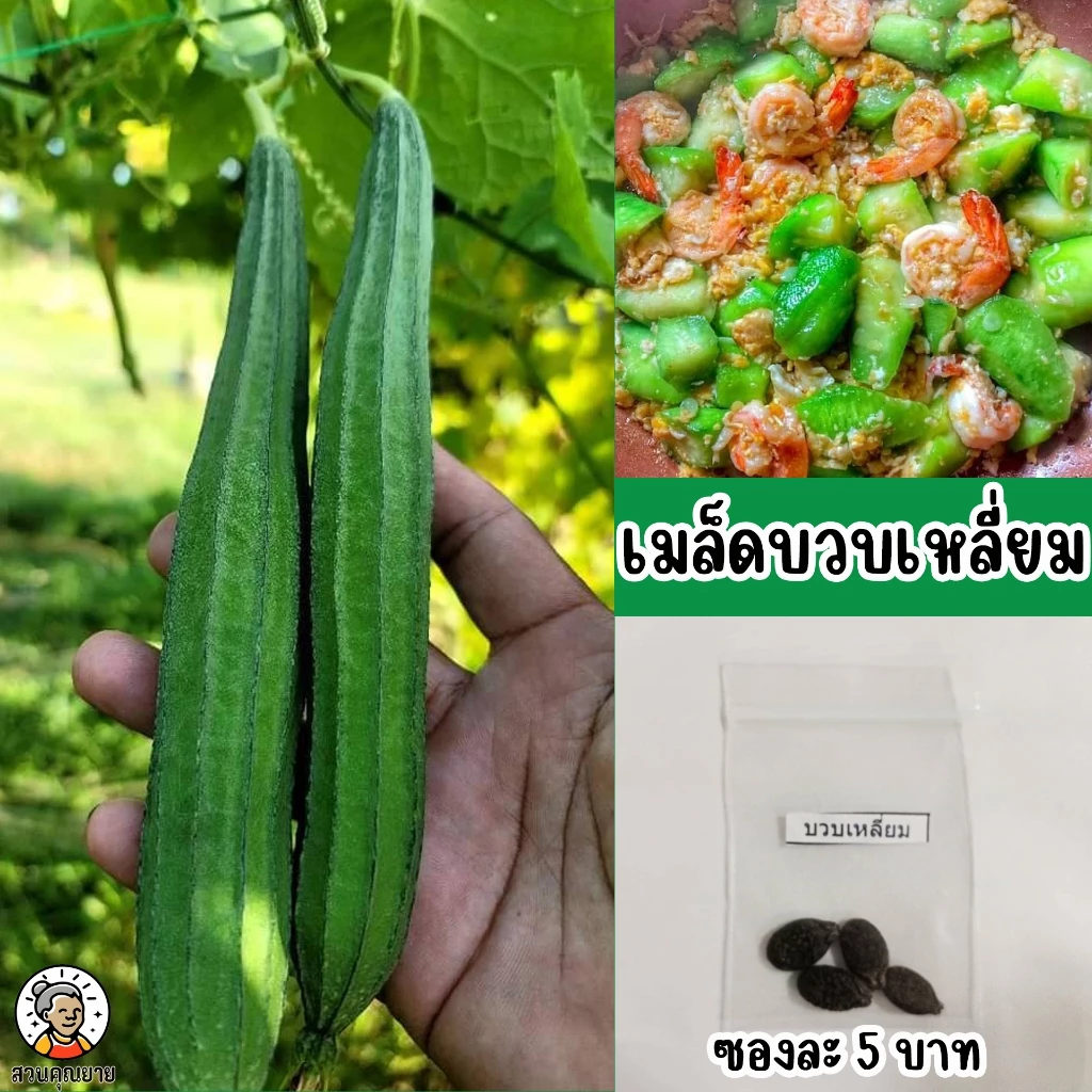 เมล็ดบวบเหลี่ยม ผลใหญ่ ยาวสีเขียวเข้ม เนื้อขาวนุ่ม หวานอร่อย ต้นเจริญเติบโตเร็ว มือจับยาว