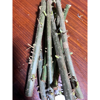 ขายกิ่งสดต้นเยลลี่เขียวCINCAUสำหรับชำ