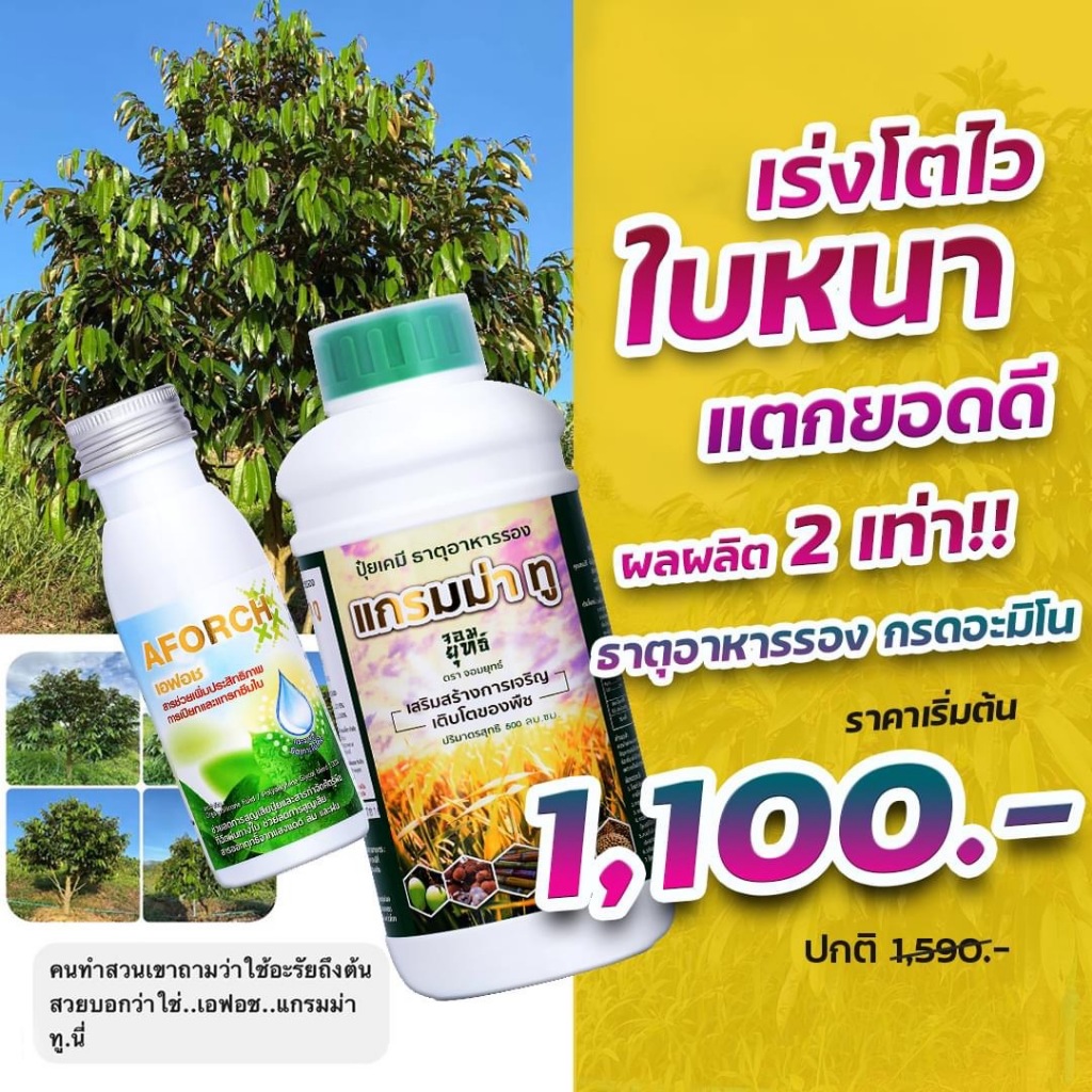 แกรมม่าทู 1000 ซีซี  ปุ๋ยน้ำแกรมม่าทู + เอฟอช 100 ซีซี สารจับใบ ของแท้ 100%