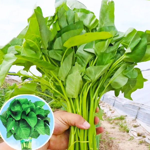 ผักบุ้งใบใหญ่ 10แถม1!! ถูกที่สุด10บ. เมล็ดพันธุ์ผักบุ้งใบใหญ่ 50-300เมล็ด งอกง่าย ใบใหญ่ยักษ์ พุ่มใหญ่ ทานอร่อย